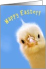 Happy Easter Chick card