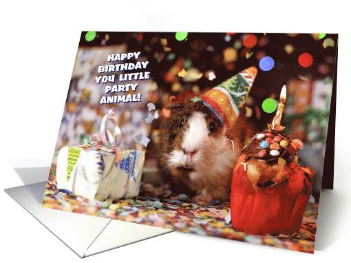 Guinea Pig Humor Birthday card (1468842)