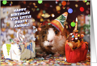 Guinea Pig Humor Birthday card
