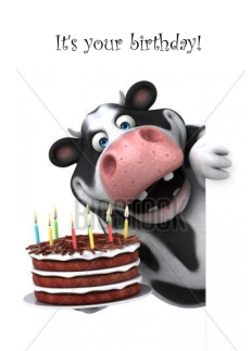 Cow Humor Birthday