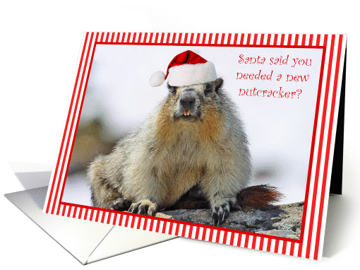 Humorous Squirrel Christmas card (309673)