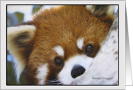 Peek A Boo Brown Panda Love Romance Cards Paper Greeting Cards