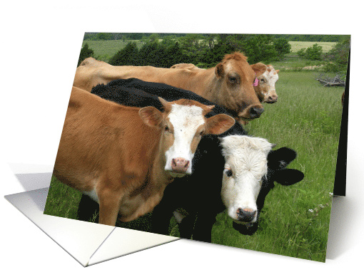 Life in the Ozarks Cow Birthday From All of Us card (545316)