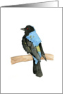 Watercolor Bird card