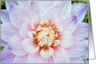 Blooming Dahlia Floral Flower Blank Note card