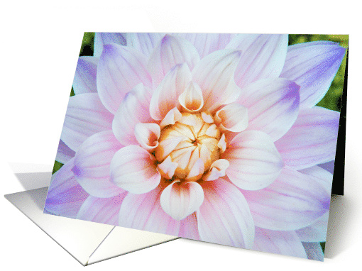 Blooming Dahlia Floral Flower Blank Note card (1530896)
