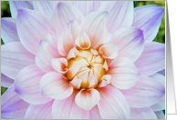 Blooming Dahlia...