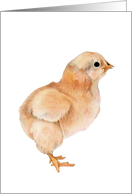 Baby Chick card
