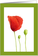 Red Poppy card