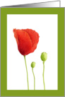 Red Poppy card