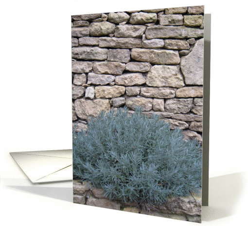 Lavender on Stone card (137499)