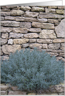 Lavender on Stone card