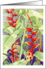 Heliconia card