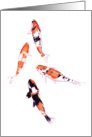 Floating Koi White card