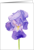 Purple Iris card