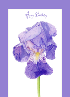 Purple Iris Birthday