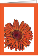 Gerbera card