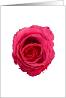 Red Rose Valentine’s Day Card