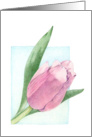 Pink tulip card
