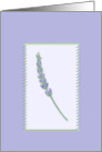 Lavender Sprig framed, blank note card