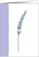 Lavender Sprig, blank note cards