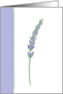 Lavender Sprig, blank note cards