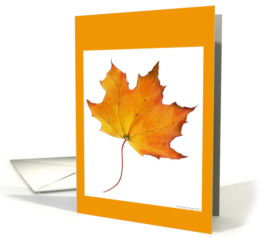 Maple Leaf/blank card (67270)