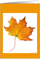 Maple Leaf/blank card