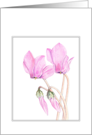 Cyclamen card