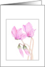 Cyclamen card