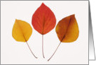 Happy Thanksgiving- Three Leaves card