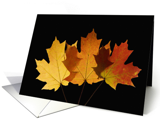 Happy Canada Day- Three Leaves card (262091)