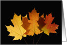 Happy Canada Day- Three Leaves card
