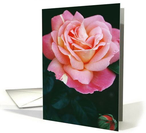 Breast Cancer- I Am A Survivor Announcement (Pink Rose) card (270735)