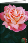 Breast Cancer- I Am A Survivor Announcement (Pink Rose) card