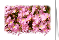Siskiyou Pink Mother’s Day card