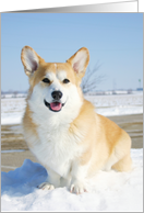 Winter Corgi Card