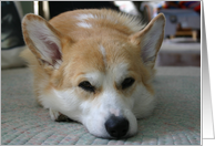 Welsh Corgi Card