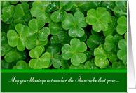 St. Patricks Day Shamrocks Card
