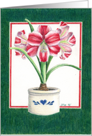 Amaryllis card