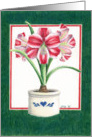 Amaryllis card