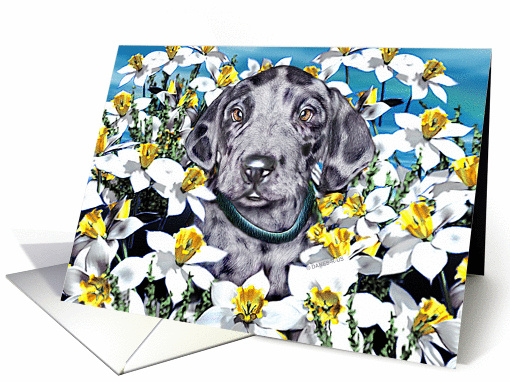 Great Dane Pup Merle In the Daffodils card (143953)