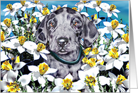Great Dane Pup Merle In the Daffodils card