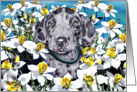 Great Dane Pup Merle In the Daffodils card