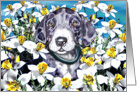 Great Dane Pup MerleB In the Daffodils card