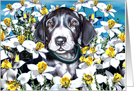 Great Dane Pup Mantle In the Daffodils card