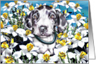 Great Dane Pup Harle In the Daffodils card