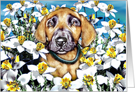Great Dane Pup Fawn In the Daffodils card