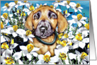 Great Dane Pup Fawn In the Daffodils card