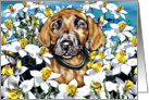 Great Dane Pup Brindle In the Daffodils card